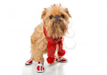 Dog breed Brussels Griffon in a red knit scarf and boots, isolated on white