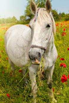 White horse grazing in a beautiful field among blooming poppies