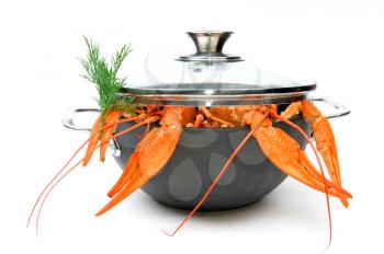 Closeup of isolated crayfish in pan on white background