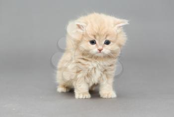Little British kitten beige color on a gray background