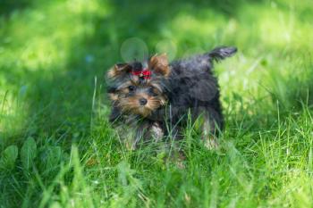 Puppy Yorkshire Terrier walking in the Park on green grass