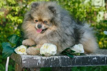 Dog breed Pomeranian  stands on a table in the garden in the spring