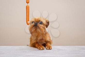 Brussels Griffon puppy and sausages on the table