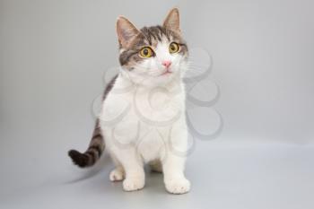 Funny young cat on a gray background