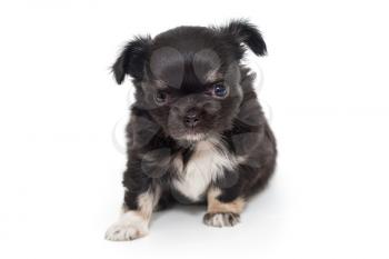 Small black Chihuahua puppy isolated on a white background