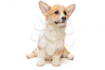 Funny Pembroke Corgi puppy isolated on white background