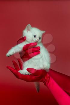 White British kitten in women's hands in silk gloves on a red background
