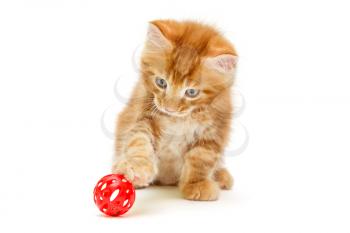 Small Maine Coon kitten plays with a red ball, isolated on white