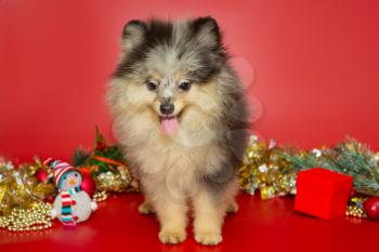 Portrait of a Spitz Merlen puppy on the background of Christmas decorations and a red background