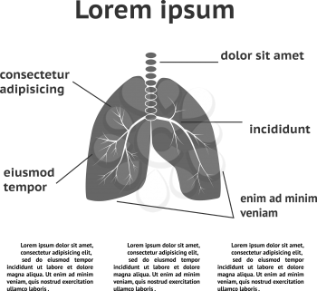 Lung structure infographic template. Can be used for medicine booklet