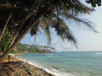 coconut palm trees on the ocean beach