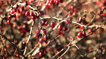 Berries in the bush with thorns on their branches