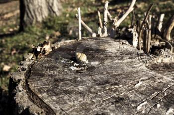 Snail shell on a wood log with amazing background