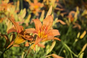 Beautiful Orange Flower In The Field Closeup View