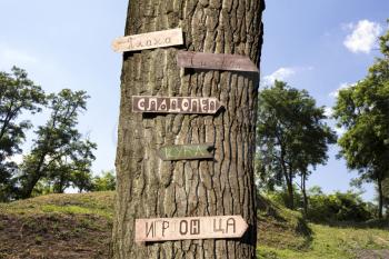 Tree in the woods with signs in Serbian language on it