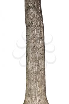 Tree trunk Isolated On White Background