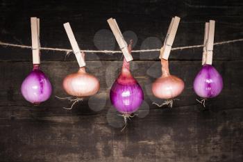 Onions hanging on a rope with wooden background