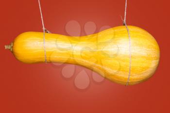 Pumpkin hanging with rope against Red background