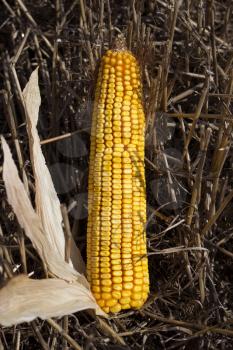 Ripe Corn In The Field Close Up