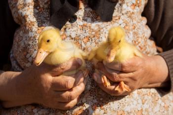 Ducklings Held In Womans Hands. Cute Baby Animals