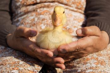 Duckling Held In Womans Hands. Cute Baby Animals