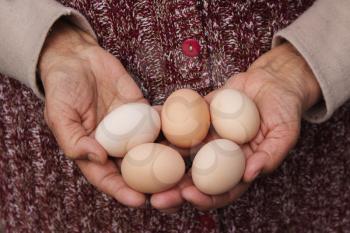 Grandmother Holds Eggs in Hands. Domestic, Organic, Natural Products and Lifestyle