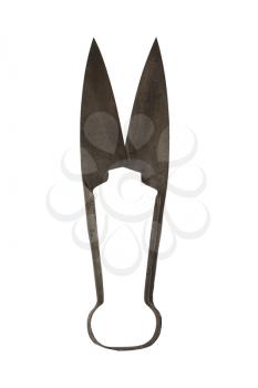 Sheep Shears. Vintage Rusted Scissors Isolated On White Background