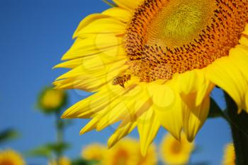 Summer scene with bee flying around sunflower