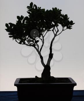 Small bonsai tree black silhouette