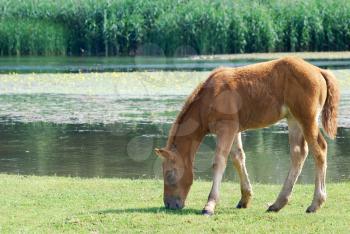 Brown horse foal on pasture