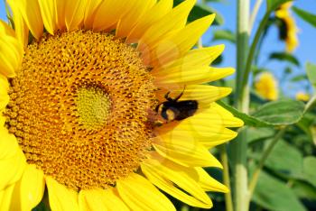 Bumblebee on sunflower summer scene