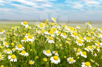 Flower spring scene with chamomile field