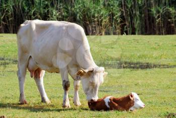 Cow and just born calf on pasture