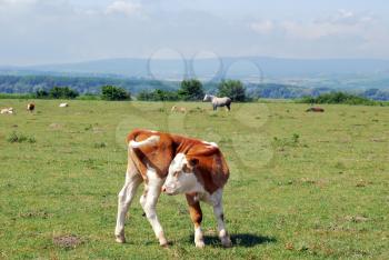 Cow calf on pasture nature scene
