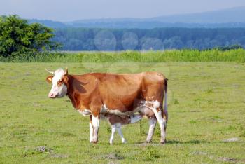 Cow feeding with milk little calf