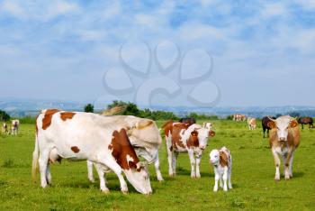 Cows and calf on pasture