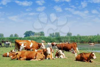 White and brown cows on pasture nature scene