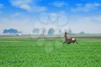 roebuck jumping over green wheat field