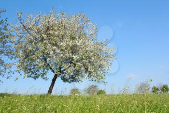 meadow with spring tree