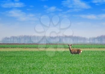 roebuck standing in green wheat field