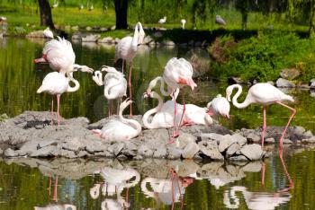 Nature wildlife scene with flamingos on water