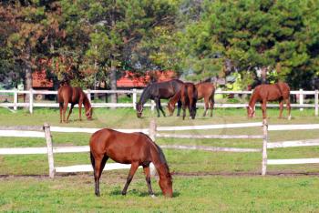 farm scene with horses in corral