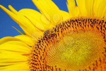 Honeybee on sunflower summer scene