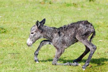 Just born little donkey first step
