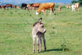 Grey little donkey on pasture