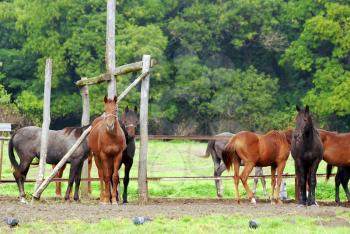 Herd of horses in corral