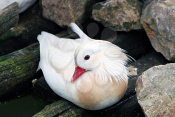 Beautiful domestic white mandarin duck