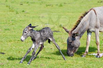 Just born little donkey trying his first step