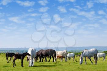 Nature scene with horses drove on pasture