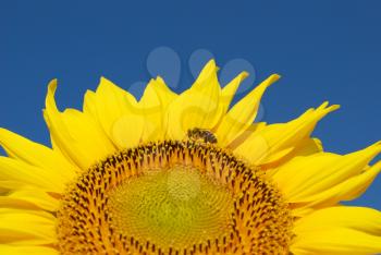 Nature scene with sunflower and bee
